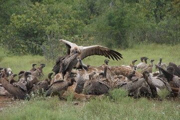 white backed vulture on a dead giraffe