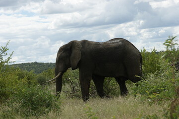 Obraz premium african elephant in the savannah