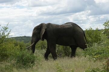 Fototapeta na wymiar african elephant in kruger national park