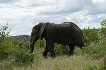 african elephant in kruger national park