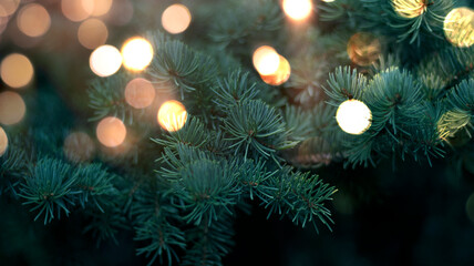 Obraz na płótnie Canvas Branches of New Year's green tree with bokeh lights. Green festive background, golden bokeh. Narrow banner, festive background.