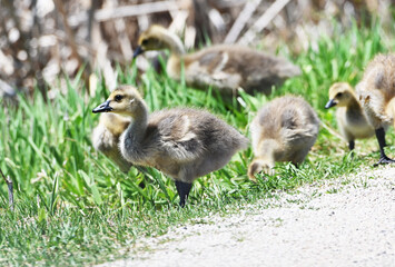 Goslings in the Grass