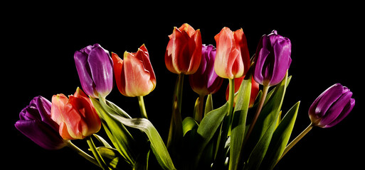 Multicolored tulips