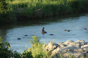 Hippo on the river