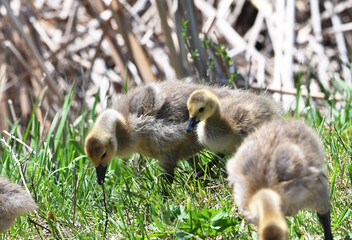 Goslings in the Grass