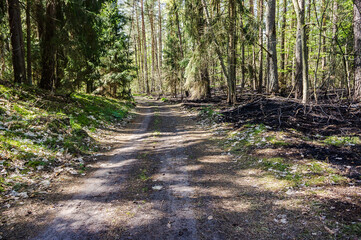 Forest trail. A road in the woods. A forest alley. Old beautiful trees.