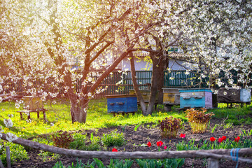 Blossoming garden with apiary. Bees spring under the flowering trees of apple trees. Red tulips on the background of hives.