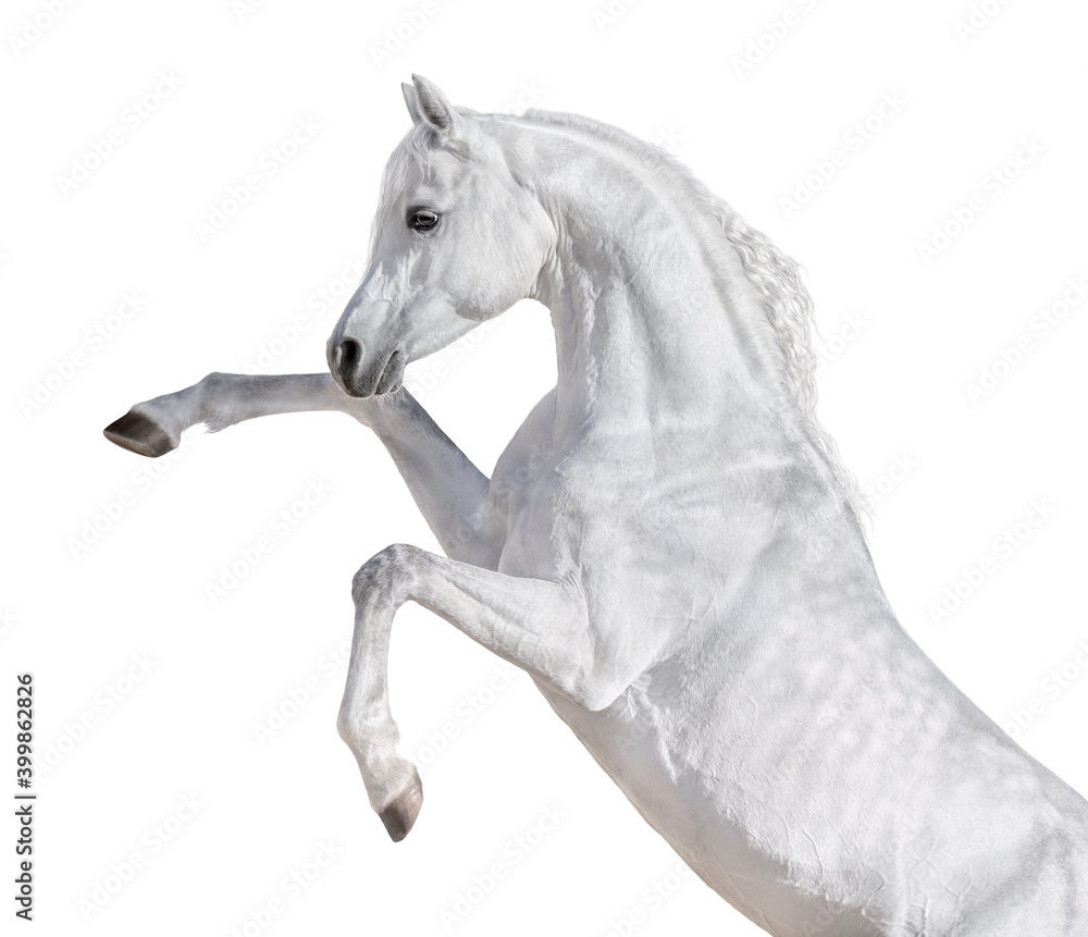 Canvas Prints white arabian horse rearing up.