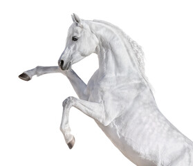 White Arabian horse rearing up. - 399862826