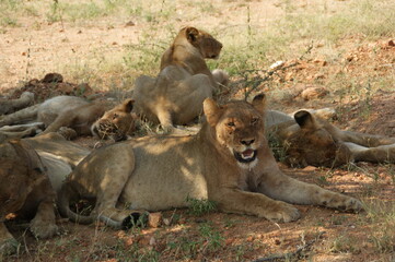 Fototapeta na wymiar group of lion and lioness