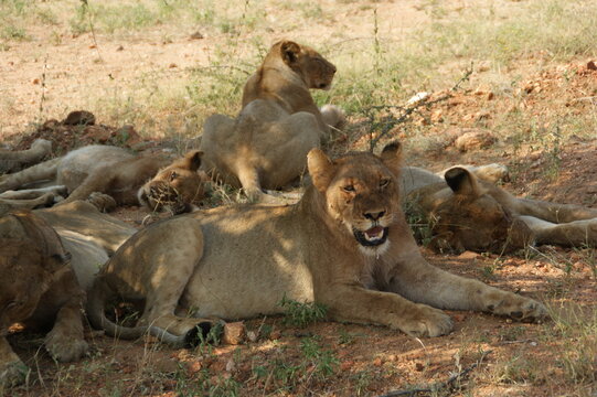group of lion and lioness