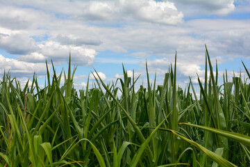 Corn field with blue sky and clouds