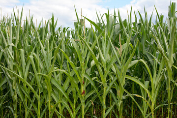 Fototapeta premium Corn field in close up