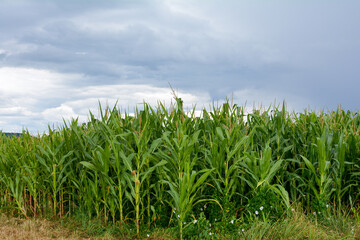 Obraz premium High Corn field with sky
