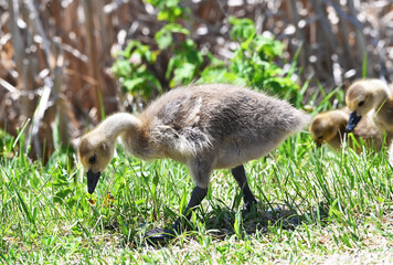Goslings in the Grass