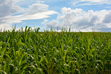 Obraz premium Corn field with blue sky