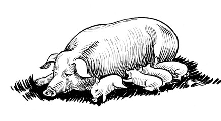 Ink black and white drawing of a mother pig and her piglets