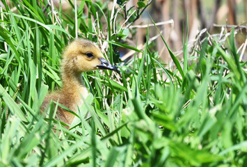 Gosling in the Grass