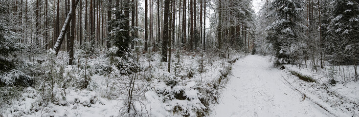 Panorama of winter forest with trees covered snow. view of the snowy road in the forest. Depressed mood concept.