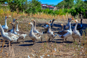 Farm Birds in the Village