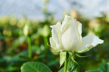 white rose flower