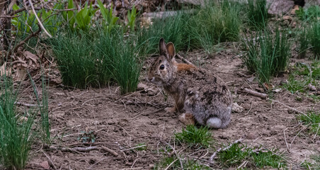 rabbit sitting
