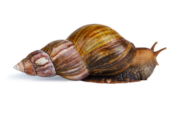 big brown snail goes away isolated on white background. Close-up view