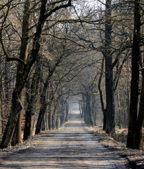 
Forest Road