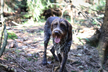Agitated bitch Bohemian Wire-haired Pointing Griffon runs around in the woods with her tongue out. Hunting dog in the element. The beautiful brown and white of a burly dog