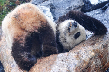 Calgary, Alberta Canada - Dec07, 2020:  Giant panda bear at zoo enjoying play time
