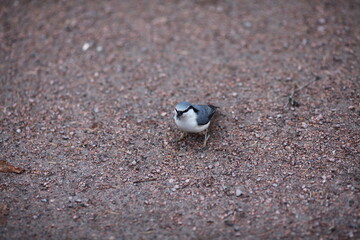 birds in the park