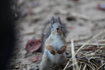 squirrel on the ground