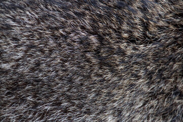 Raccoon's fur, close up 