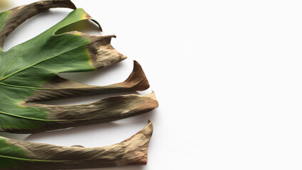 Sick monstera leaf close-up on white background. © Chinart