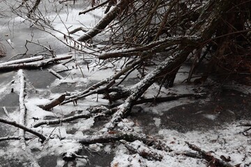 Deadwood in the frozen river 