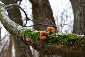 Velvet shank  mushrooms in the winter forest, flammulina velutipes, red, orange mushrooms 