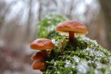 Enokitake mushrooms in the winter forest, flammulina velutipes