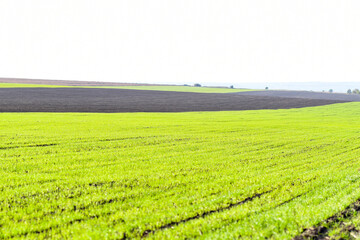 Stripe on a winter wheat field