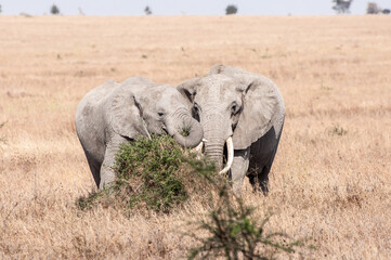 Obraz na płótnie Canvas Two elephants hugging close together near a bush, facing the camera.