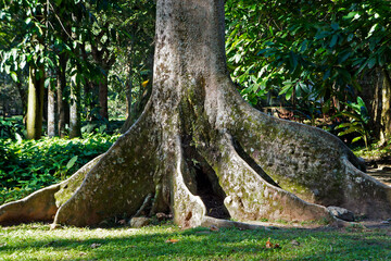 Tabular roots on tropical rainforest, Rio, Brazil