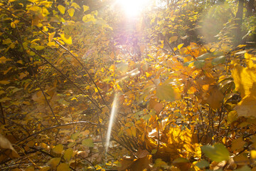 Close up sun light ray going through yellow autumn dry leaves into park inspired nature seasons