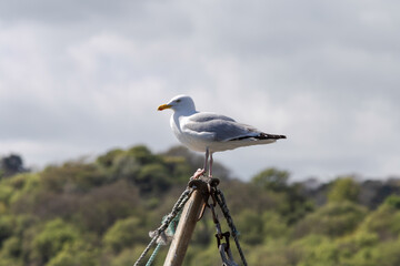 Seagull standing on sailing boat's rigging, with cloudy sky beyond. Herring gull.