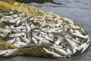 Fishing net with fresh catch of pink salmon ( Oncorhynchus gorbuscha ). Sea of Okhotsk coast. Khabarovsk Krai, far East, Russia.