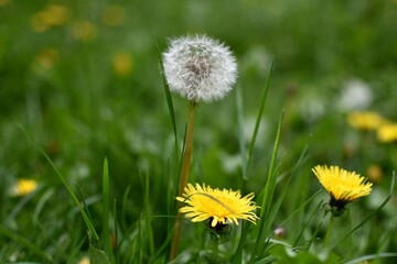 White and yellow dandelions in the grass