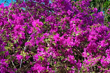 Obraz premium Pink bougainvillea flowers (Bougainvillea glabra), Rio, Brazil 