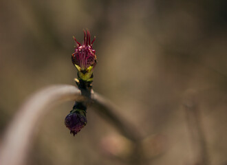 fresh spring elderberry buds with new red leaves are opening on the branch - close up, spring...