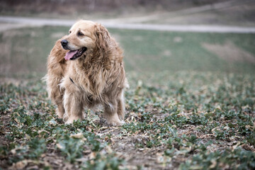 old golden retriever dog autumn portrait