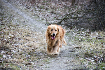 old golden retriever dog autumn portrait