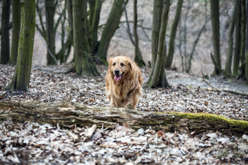 old golden retriever dog autumn portrait