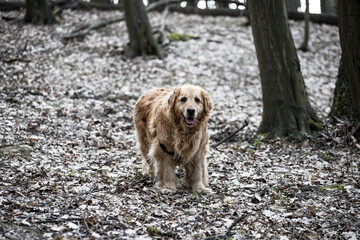 old golden retriever dog autumn portrait